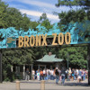 Zoo w Nowym Yorku
