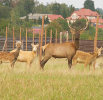 Zoo w Wojciechowie
